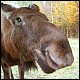 Grzdyll's Avatar